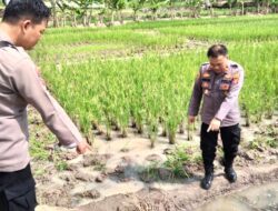 Seorang Petani Di Pringsewu Lampung Ditemukan Meninggal di Sawah