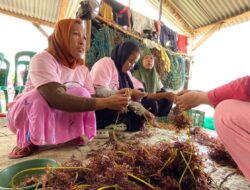 Srikandi Ganjar Tunjukkan Kepedulian Lewat Pelatihan Budi Daya Rumput Laut di Lampung Selatan