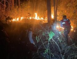 Gara-Gara Bakar Rumput dan Daun Kering, Lahan Kebun Jati Seluas Lima Hektare Di Pringsewu Terbakar