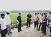 Pj.Bupati Pringsewu Tinjau Jalan Rusak di Kecamatan Banyumas