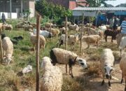 Jelang Idul Adha 1445 Harga Kambing Di Pringsewu Alami Penurunan